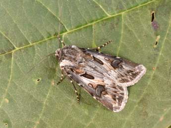 Agrotis vestigialis Hfn. adulte - �Philippe Mothiron