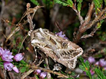 Agrotis vestigialis Hfn. adulte - �Philippe Mothiron