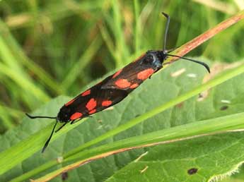 Zygaena viciae D. & S. adulte - �Philippe Mothiron