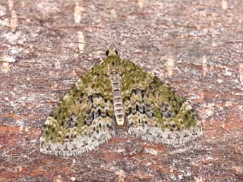 Acasis viretata Hb. adulte - �Philippe Mothiron