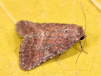 Condica viscosa Frr adulte - �Paolo Mazzei