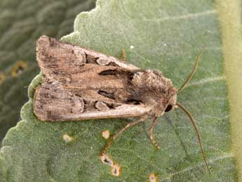 Euxoa vitta Esp. adulte - �Philippe Mothiron