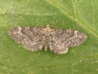 Eupithecia vulgata Hw. adulte - �Philippe Mothiron
