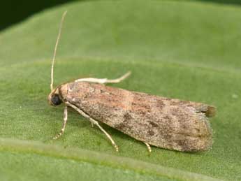 Ephestia woodiella Rich. & Thoms. adulte - �Philippe Mothiron