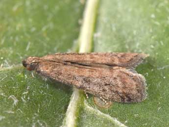 Ephestia woodiella Rich. & Thoms. adulte - �Philippe Mothiron