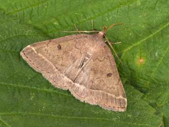 Zanclognatha zelleralis Wocke adulte - �Philippe Mothiron