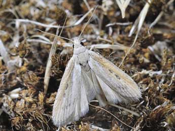 Lamoria zelleri J. Joan. adulte - �Dominique Halleux