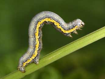  Chenille de Lycia zonaria D. & S. - �Philippe Mothiron