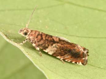 Epinotia abbreviana F. adulte - �Philippe Mothiron