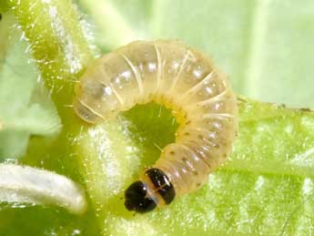  Chenille de Epinotia abbreviana F. - �Philippe Mothiron