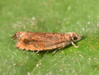 Epinotia abbreviana F. adulte - �Philippe Mothiron