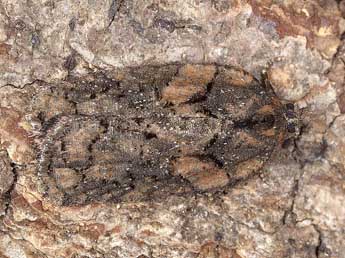 Acleris abietana Hb. adulte - �Horst Pichler