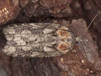 Acleris abietana Hb. adulte - �Horst Pichler