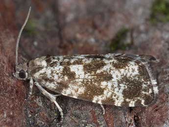 Pseudohermenias abietana F. adulte - �Horst Pichler