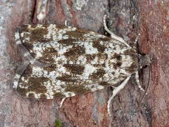 Pseudohermenias abietana F. adulte - �Horst Pichler