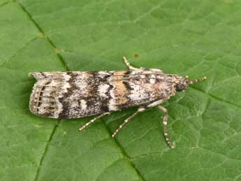 Dioryctria abietella D. & S. adulte - �Philippe Mothiron