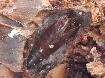  Chrysalide de Dioryctria abietella D. & S. - �Philippe Mothiron