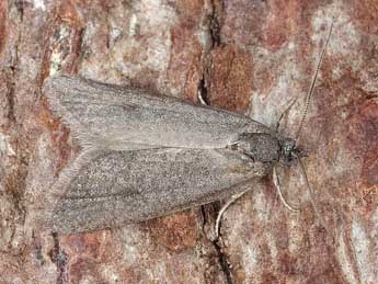 Cnephasia abrasana Dup. adulte - �Horst Pichler