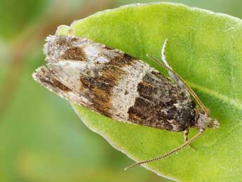 Lobesia abscisana Dbld. adulte - �Friedmar Graf