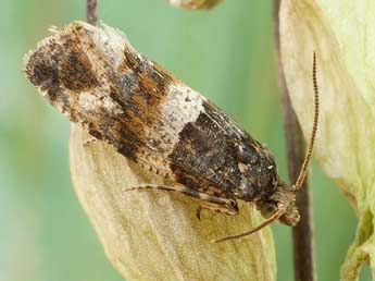 Lobesia abscisana Dbld. adulte - �Friedmar Graf