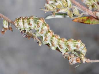  Chenille de Cucullia absinthii L. - �Philippe Mothiron