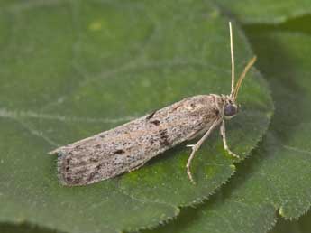 Cadra abstersella Z. adulte - �Philippe Mothiron