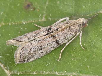 Cadra abstersella Z. adulte - �Philippe Mothiron