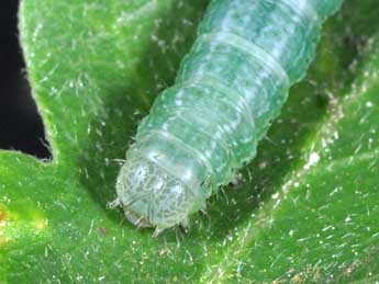  Chenille de Alsophila aceraria D. & S. - �Philippe Mothiron