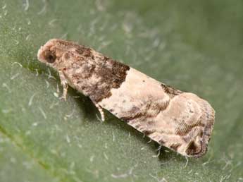 Gypsonoma aceriana Dup. adulte - �Philippe Mothiron