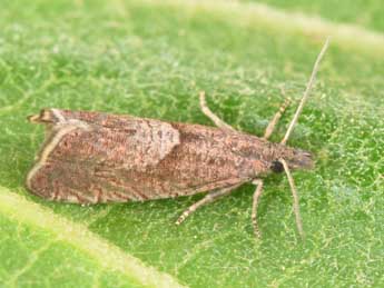 Dichrorampha acuminatana Z. adulte - �Philippe Mothiron