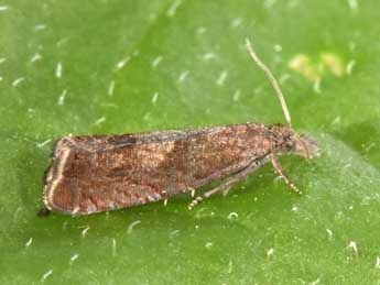 Dichrorampha acuminatana Z. adulte - �Philippe Mothiron