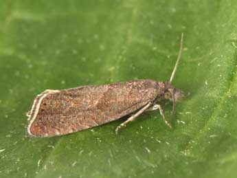 Dichrorampha acuminatana Z. adulte - �Philippe Mothiron