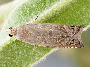 Cydia adenocarpi Rag. adulte - �Friedmar Graf