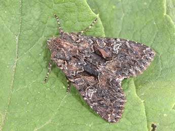 Mniotype adusta Esp. adulte - �Philippe Mothiron