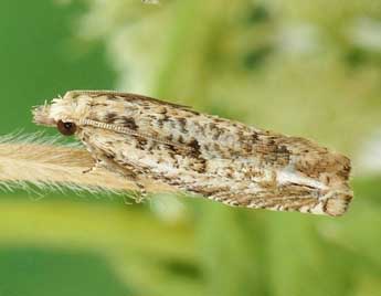 Eucosma aemulana Schl�ger adulte - �Friedmar Graf