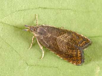Dichrorampha aeratana Pierce & Metc. adulte - �Philippe Mothiron