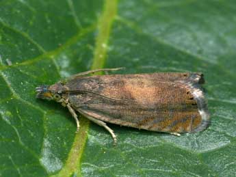 Dichrorampha aeratana Pierce & Metc. adulte - �Patrick Clement