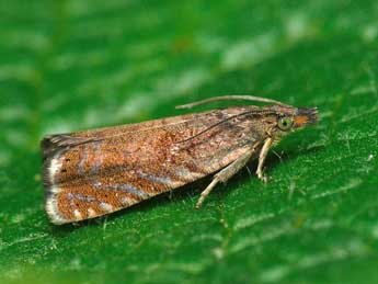 Dichrorampha aeratana Pierce & Metc. adulte - �Patrick Clement