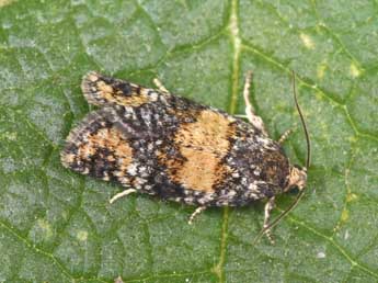 Ptycholomoides aeriferanus H.-S. adulte - �Philippe Mothiron