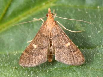 Dolicharthria aetnaealis Dup. adulte - �Philippe Mothiron