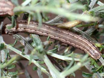  Chenille de Onychora agaritharia Dardoin - �Edith Grange