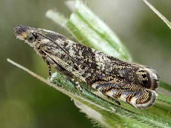 Dichrorampha agilana Tengst. adulte - �Friedmar Graf