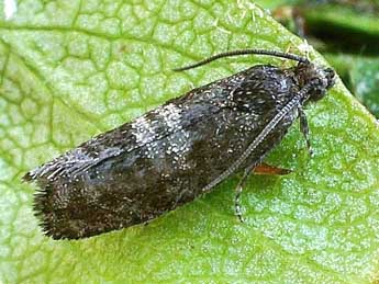 Pammene agnotana Rbl adulte - �Friedmar Graf