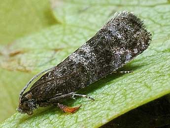 Pammene agnotana Rbl adulte - �Friedmar Graf