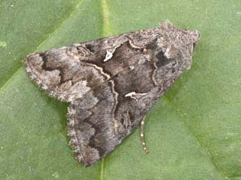 Syngrapha ain Hochenwart adulte - �Philippe Mothiron