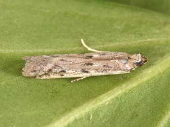 Phycitodes albatella Rag. adulte - �Philippe Mothiron