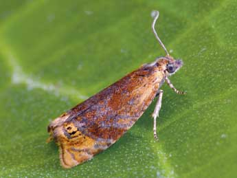 Eucosmomorpha albersana Hb. adulte - �Patrick Clement