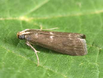 Salebriopsis albicilla H.-S. adulte - �Philippe Mothiron