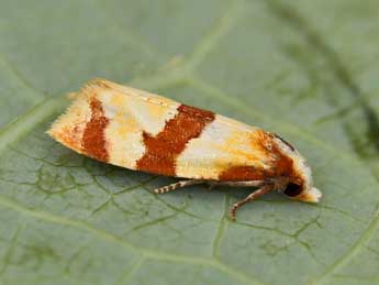 Phalonidia albipalpana Z. adulte - �Lionel Taurand