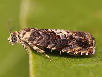 Pammene albuginana Gn. adulte - �Lionel Taurand